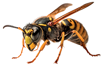 Frelon asiatique